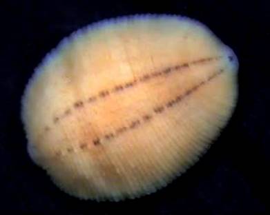 Fig. 1 G. balcanica dorsal view